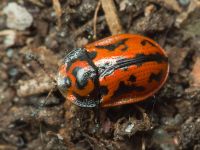 Pilemostoma fastuosa