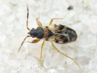 Scolopostethus