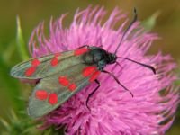 Zygaena filipendulae