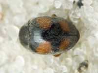 Scymnus frontalis
