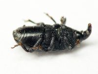Melanobaris atramentaria