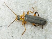 Cantharis nigricans