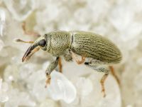 Tychius picirostris