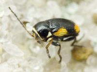 Cryptocephalus (Cryptocephalus) moraei