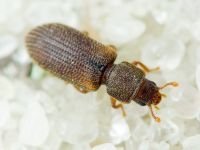 Synchita separanda