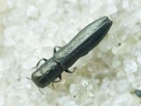 Cylindromorphus