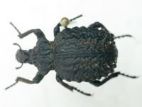 Curculionoidea