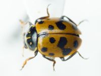 Coccinellidae