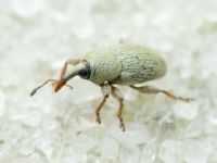 Tychius