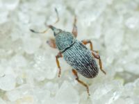 Tychius