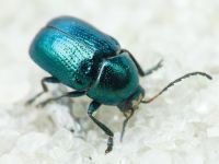 Cryptocephalus