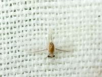 Ephemeroptera