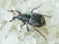 Tanysphyrus lemnae