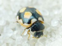 Coccinula sinuatomarginata