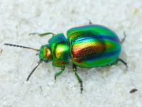 Chrysolina fastuosa