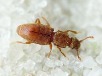 Monotoma quadrifoveolata