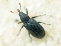 Magdalis (Edo) ruficornis