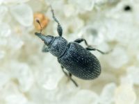 Gymnetron melanarium