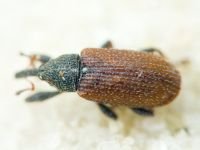 Bradybatus kellneri