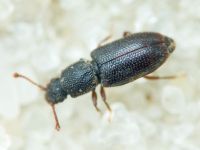 Monotoma brevicollis