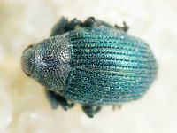 Ceutorhynchus erysimi