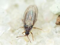 Campylosteira verna