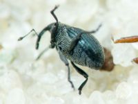 Curculionidae