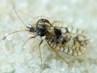 Galeatus affinis