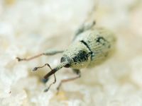 Sibinia (Sibinia) unicolor