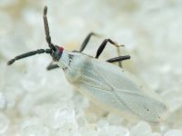 Catoplatus carthusianus