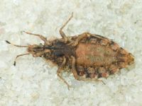 Aradus betulae