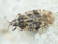 Tingis (Tingis) cardui