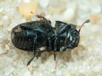 Glischrochilus (Librodor) grandis