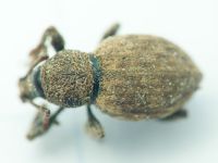 Otiorhynchus