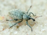 Curculionidae
