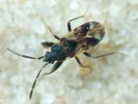 Scolopostethus decoratus