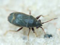 Stygnocoris rusticus