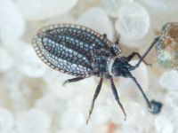 Acalypta marginata