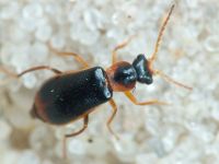 Attalus analis