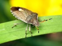Peribalus strictus vernalis