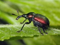 Byctiscus populi