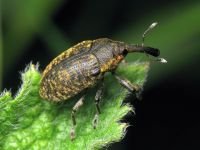 Larinus (Phyllonomeus) sturnus