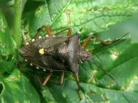 Pentatoma (Pentatoma) rufipes