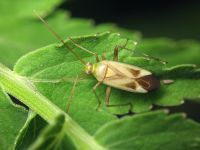 Adelphocoris quadripunctatus