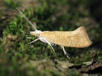 Ypsolopha lucella