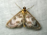 Eurrhypara hortulata