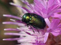 Cryptocephalus (Cryptocephalus) hypochaeridis