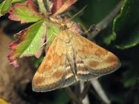 Pyrausta despicata