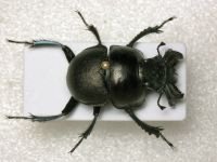 Lethrus apterus
