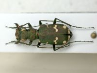 Cicindela talychensis